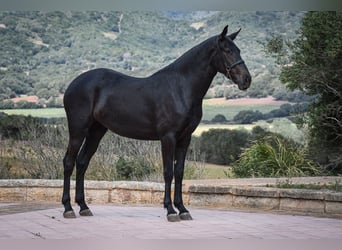 Menorquin, Mare, 3 years, 16.1 hh, Black