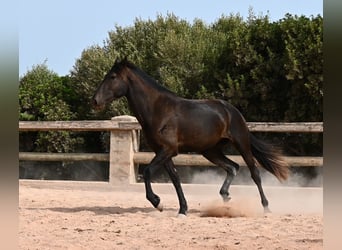 Menorquin, Mare, 3 years, 16.1 hh, Black