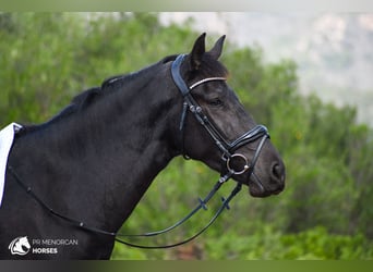 Menorquin, Mare, 3 years, 16 hh, Black