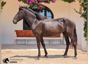 Menorquin, Mare, 3 years, 16 hh, Black