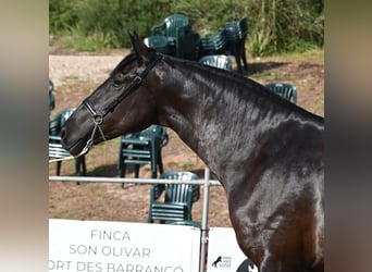 Menorquin, Mare, 3 years, 16 hh, Black