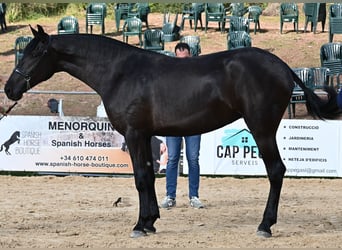 Menorquin, Mare, 3 years, 16 hh, Black