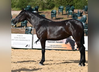 Menorquin, Mare, 3 years, 16 hh, Black