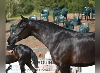 Menorquin, Mare, 3 years, 16 hh, Black