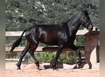 Menorquin, Mare, 3 years, 16,1 hh, Black