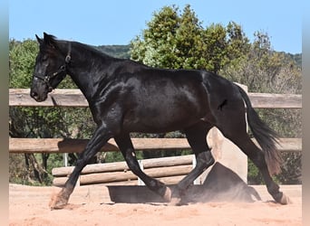 Menorquin, Mare, 3 years, 16,1 hh, Black
