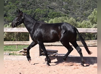Menorquin, Mare, 3 years, 16,1 hh, Black