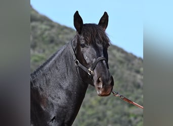 Menorquin, Mare, 3 years, 16,1 hh, Black