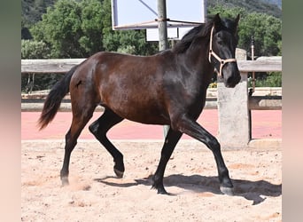 Menorquin, Mare, 3 years, 16,2 hh, Black