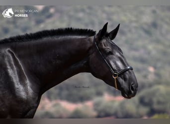 Menorquin, Mare, 3 years, 17 hh, Black