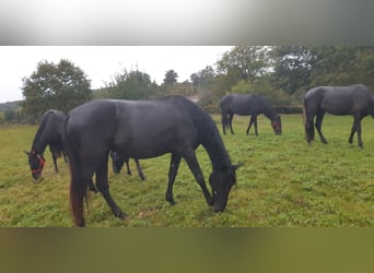 Menorquin, Mare, 4 years, 15,1 hh, Black