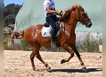 Menorquin, Mare, 4 years, 15.1 hh, Chestnut-Red