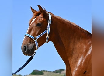 Menorquin, Mare, 4 years, 15.1 hh, Chestnut-Red