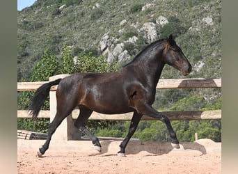 Menorquin, Mare, 4 years, 15.2 hh, Black