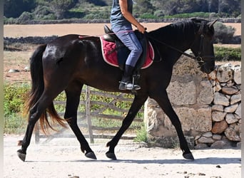 Menorquin, Mare, 4 years, 15.2 hh, Black
