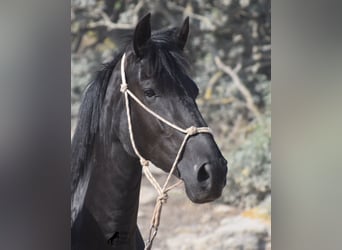 Menorquin, Mare, 4 years, 15.2 hh, Black