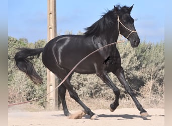 Menorquin, Mare, 4 years, 15.2 hh, Black