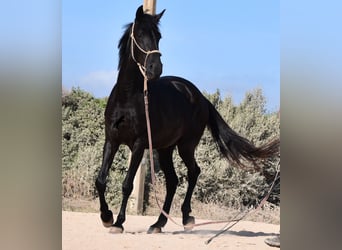Menorquin, Mare, 4 years, 15.2 hh, Black