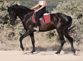Menorquin, Mare, 4 years, 15.2 hh, Black