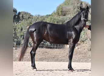 Menorquin, Mare, 4 years, 15.2 hh, Black