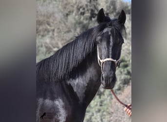 Menorquin, Mare, 4 years, 15.2 hh, Black