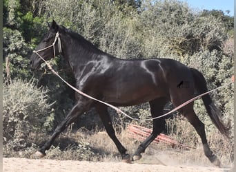 Menorquin, Mare, 4 years, 15.2 hh, Black