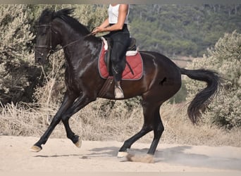 Menorquin, Mare, 4 years, 15.2 hh, Black