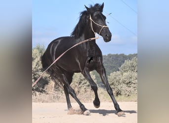 Menorquin, Mare, 4 years, 15.2 hh, Black