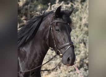 Menorquin, Mare, 4 years, 15.2 hh, Black