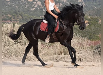 Menorquin, Mare, 4 years, 15.2 hh, Black