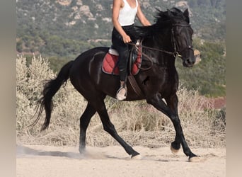 Menorquin, Mare, 4 years, 15.2 hh, Black