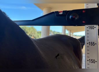 Menorquin, Mare, 4 years, 15.2 hh, Black