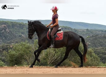 Menorquin, Mare, 4 years, 16 hh, Black