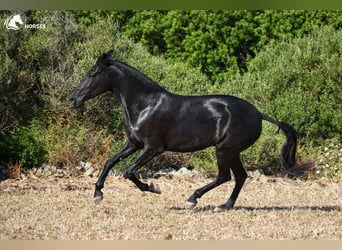 Menorquin, Mare, 4 years, 16 hh, Black
