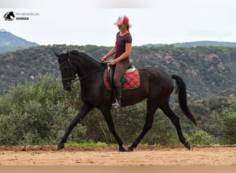 Menorquin, Mare, 4 years, 16 hh, Black