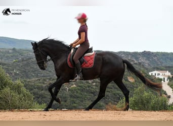 Menorquin, Mare, 4 years, 16 hh, Black