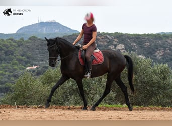 Menorquin, Mare, 4 years, 16 hh, Black