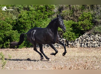 Menorquin, Mare, 4 years, 16 hh, Black