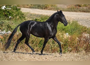 Menorquin, Mare, 4 years, 16 hh, Black