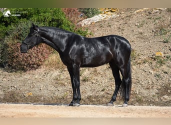 Menorquin, Mare, 4 years, 16 hh, Black
