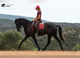 Menorquin, Mare, 4 years, 16 hh, Black