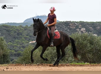 Menorquin, Mare, 4 years, 16 hh, Black