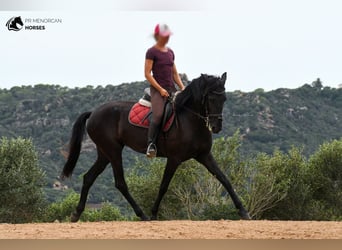 Menorquin, Mare, 4 years, 16 hh, Black