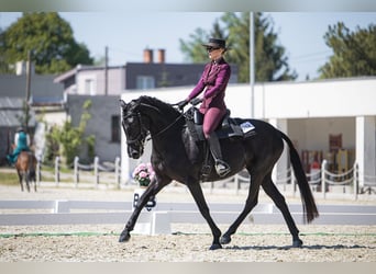 Menorquin, Mare, 5 years, 15.1 hh, Black