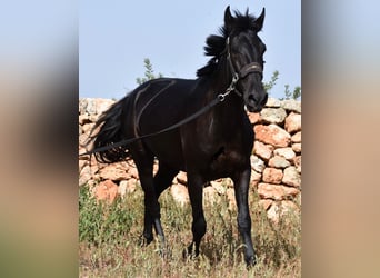 Menorquiner, Stute, 5 Jahre, 15,2 hh, Rappe