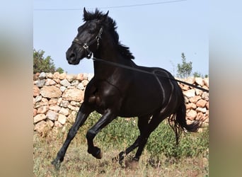 Menorquin, Mare, 5 years, 15,2 hh, Black