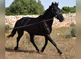 Menorquin, Mare, 5 years, 15,2 hh, Black