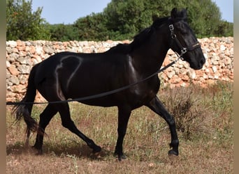 Menorquin, Mare, 5 years, 15,2 hh, Black