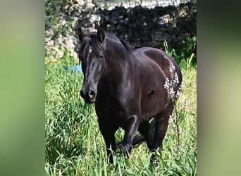 Menorquin, Mare, 5 years, 16.1 hh, Black