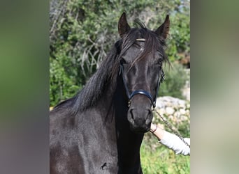 Menorquin, Mare, 5 years, 16,1 hh, Black